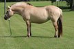 Smart Fjord Horse standing at 14.1hh. 