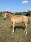 Buckskin-coloured Quarter Horse colt with a lot of foundation