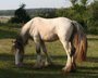 Irish Cob Black Appaloosa Leopardtiger