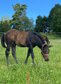 Beautiful, dark brown Quarter Horse colt