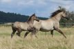 Ranch horse type Quarter Horse colt in grullo