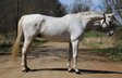 Big and Beautiful Belgian Warmblood gelding.