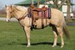 Strong and Broke Quarter Horse Gelding.