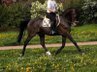 M* placed gelding MV Lord-Pezi 