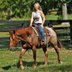 Smart And Classic  Gelding For Trails or Arena!