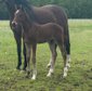  Strong-moving and very sociable riding pony colt