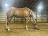 Gorgeous, 15.1hh, 2020 palomino Mare.