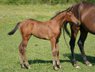  beautiful filly by Casino Berlin x Diarado