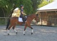 Lovable gelding with great riding characteristics