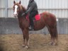 Warmblood mixed mare "Adlena"!