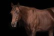 Petite, intrepid Quarter Horse mare