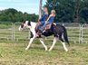 11 yr old Black and white paint gelding.