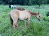 Typvoller, reining /cowhorse gezogener Quarter Horse Jährlingshen