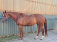 Sehr brave, gut gerittene Quarter Horse Stute von Imagimotion