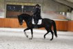 * FANTASTICO * (PRE ) | 6 years old | 1.65m | Gelding 