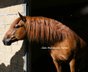 Wunderschönes andalusisches Pferd