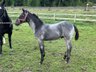 Great, blue roan Quarter Horse foal