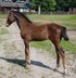 Chic colt with elastic movement 