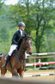 5yo. gelding for jumping and dressage