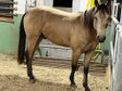 Start A Revolution-Buckskin stallion from 2022