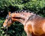 Amazing stallion PRE / PIRO FREE
