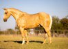 Smart Palomino Quarter Horse Gelding.