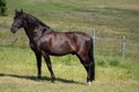 Black Cartujaon Stallion 