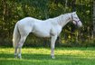 Cremello QH young stallion with good pedigree