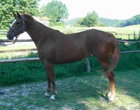 Hesse Pferd