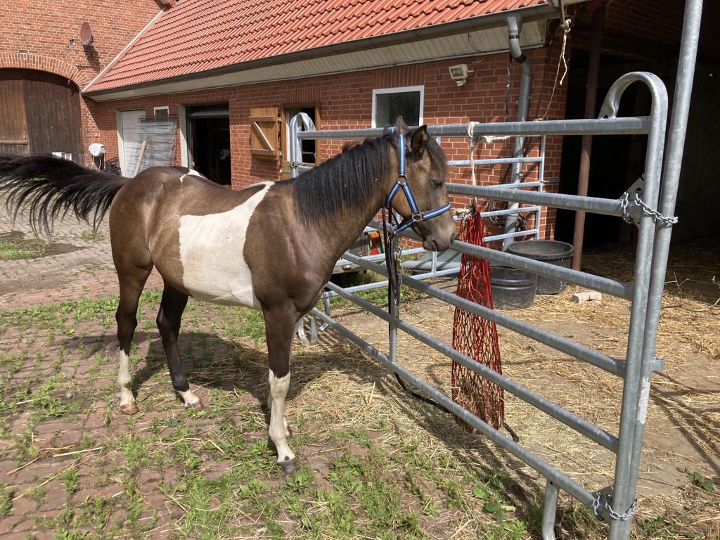 Paint Horse For Sale Stallion Bay Dun 1 Years In Menslage Niedersachsen Germany Caballo Id Ha051060 Caballo Horsemarket