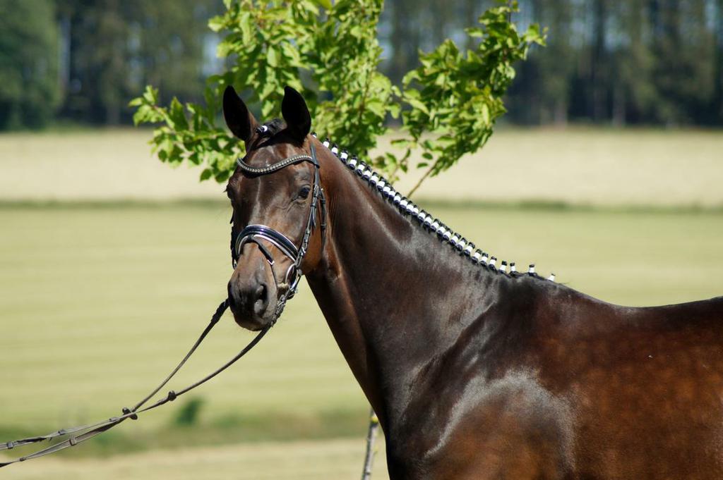 Westphalian for Sale: Mare, Mahogany Bay, 11 years in Iserlohn, Nordrhein- Westfalen, Germany (Caballo-ID: HA042357)